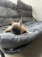 Light Blue , a male French Bulldog for sale in Anaheim, CA – 6 of 7