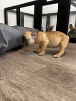 Miss Yellow 💛, a female French Bulldog for sale in Anaheim, CA – 4 of 5