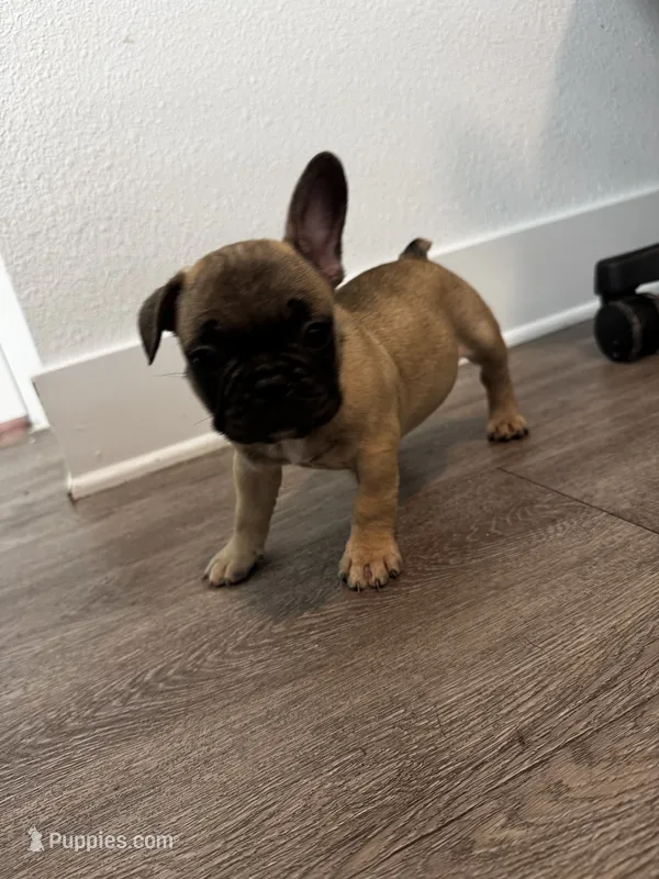 Light Blue 🩵 – French Bulldog puppy for sale in Anaheim, CA