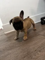 Light Blue 🩵, a male French Bulldog for sale in Anaheim, CA – 1 of 7