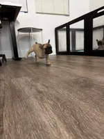 Light Blue 🩵, a male French Bulldog for sale in Anaheim, CA – 5 of 7