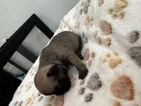 Miss Orange 🧡, a female French Bulldog for sale in Anaheim, CA – 6 of 6
