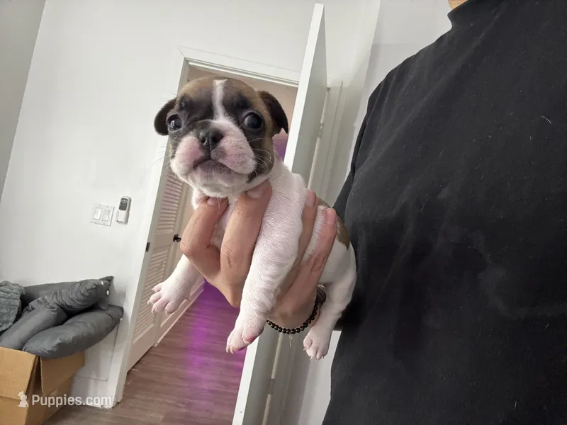 Miss Purple 💜  – French Bulldog puppy for sale in Anaheim, CA