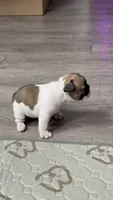 Miss Purple 💜 , a female French Bulldog for sale in Anaheim, CA – 2 of 7