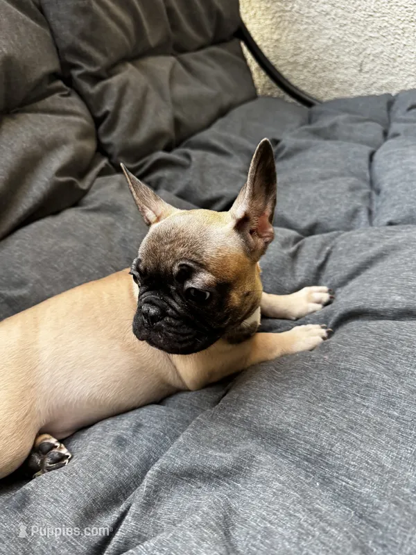 Light Blue  – French Bulldog puppy for sale in Anaheim, CA
