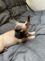 Light Blue , a male French Bulldog for sale in Anaheim, CA – 1 of 7