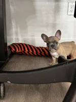 Mr Brown , a male French Bulldog for sale in Anaheim, CA – 8 of 9