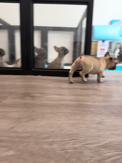 Light Blue 🩵, a male French Bulldog for sale in Anaheim, CA – 6 of 7
