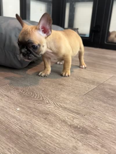 Miss Yellow 💛, a female French Bulldog for sale in Anaheim, CA – 5 of 5