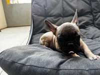 Light Blue , a male French Bulldog for sale in Anaheim, CA – 7 of 7