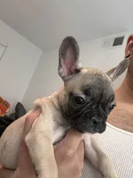 Miss Orange , a female French Bulldog for sale in Anaheim, CA – 2 of 8
