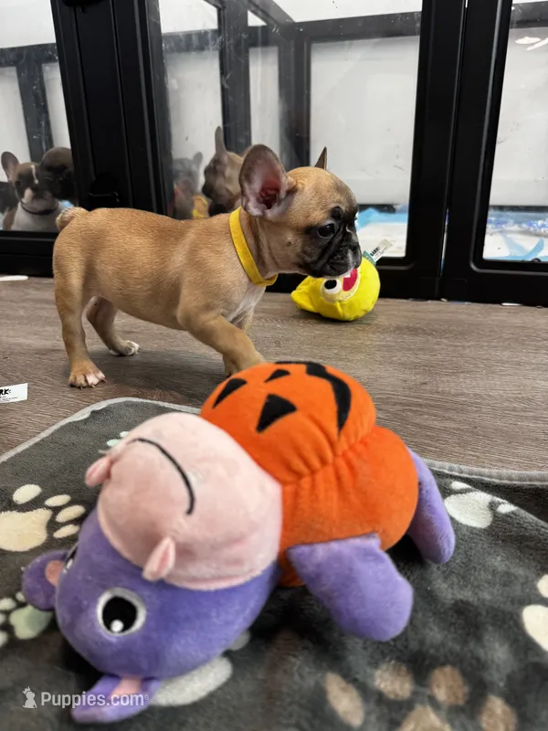 Miss Yellow 💛 – French Bulldog puppy for sale in Anaheim, CA