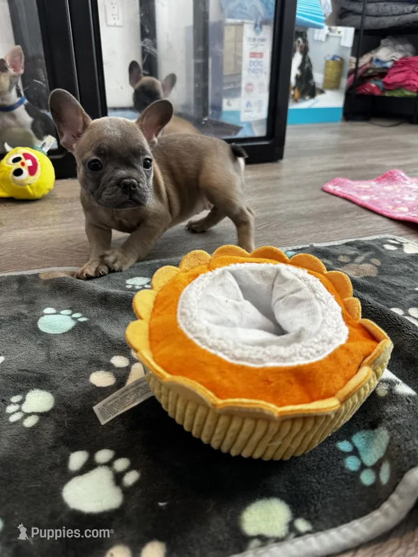 Lady Red ♥️ – French Bulldog puppy for sale in Anaheim, CA