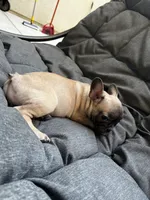 Miss Orange , a female French Bulldog for sale in Anaheim, CA – 3 of 8