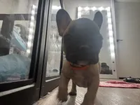 Miss Orange , a female French Bulldog for sale in Anaheim, CA – 4 of 8