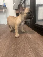 Miss Orange , a female French Bulldog for sale in Anaheim, CA – 7 of 8