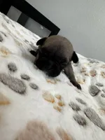 Miss Orange 🧡, a female French Bulldog for sale in Anaheim, CA – 5 of 6