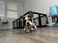 Lady Blue 🦋, a female French Bulldog for sale in Anaheim, CA – 3 of 7