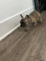 Lady Red ♥️, a female French Bulldog for sale in Anaheim, CA – 2 of 4