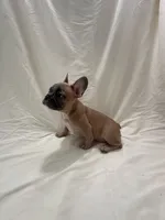 Mr Brown , a male French Bulldog for sale in Anaheim, CA – 9 of 9