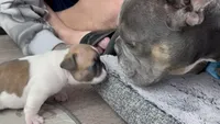 Miss Purple 💜 , a female French Bulldog for sale in Anaheim, CA – 3 of 7
