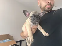 Light Blue , a male French Bulldog for sale in Anaheim, CA – 4 of 7