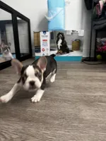 Lady Blue 🦋, a female French Bulldog for sale in Anaheim, CA – 4 of 7