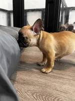 Miss Yellow 💛, a female French Bulldog for sale in Anaheim, CA – 3 of 5
