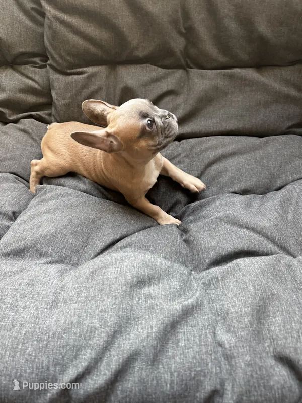 Mr Brown  – French Bulldog puppy for sale in Anaheim, CA
