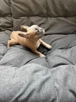 Mr Brown , a male French Bulldog for sale in Anaheim, CA – 1 of 9