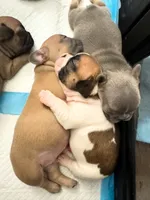 Miss Purple 💜 , a female French Bulldog for sale in Anaheim, CA – 4 of 7