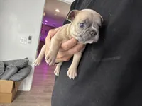 Mr. Brown 🤎, a male French Bulldog for sale in Anaheim, CA – 4 of 6
