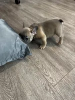 Lady Red ♥️, a female French Bulldog for sale in Anaheim, CA – 3 of 4