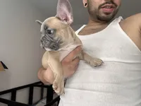 Mr Brown , a male French Bulldog for sale in Anaheim, CA – 2 of 9