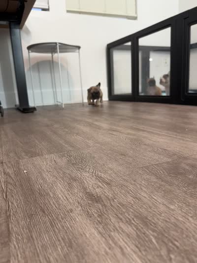Light Blue 🩵, a male French Bulldog for sale in Anaheim, CA – 7 of 7