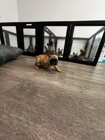 Miss Yellow 💛, a female French Bulldog for sale in Anaheim, CA – 2 of 5