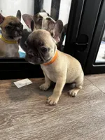 Miss Orange , a female French Bulldog for sale in Anaheim, CA – 8 of 8