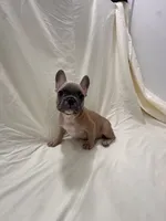 Mr Brown , a male French Bulldog for sale in Anaheim, CA – 7 of 9