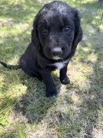 Hutch, a female Bernedoodle and Springer Doodle for sale in Alamosa, CO – 3 of 3