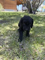 Curly, a male Bernedoodle and Springer Doodle for sale in Alamosa, CO – 3 of 3