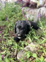 Daisy, a female Springer Doodle and Double Doodle for sale in Alamosa, CO – 4 of 6