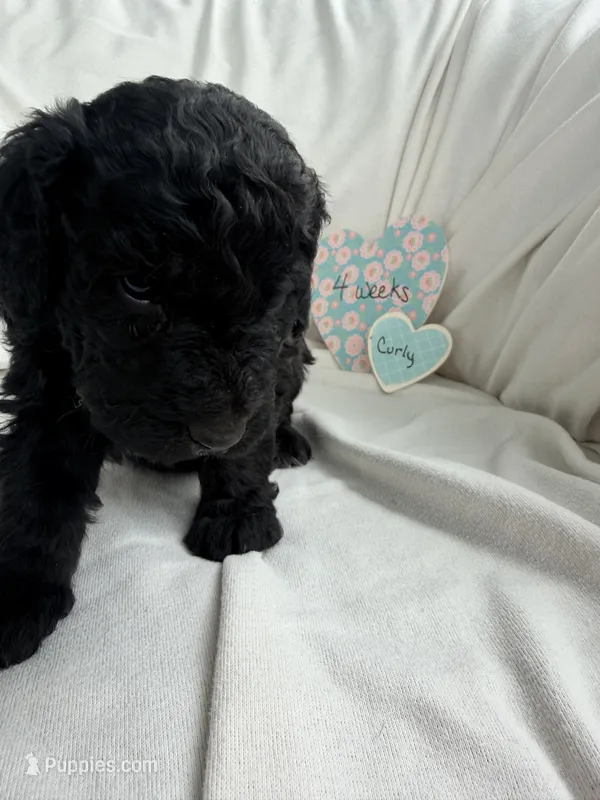 Curly – Bernedoodle, Springer Doodle puppy for sale in Alamosa, CO