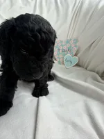 Curly, a male Bernedoodle and Springer Doodle for sale in Alamosa, CO – 1 of 3