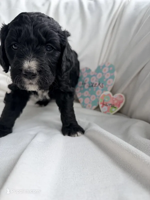 Luna – Bernedoodle, Springer Doodle puppy for sale in Alamosa, CO