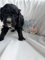 Luna, a female Bernedoodle and Springer Doodle for sale in Alamosa, CO – 1 of 3