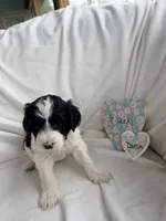 Dutch, a female Bernedoodle and Springer Doodle for sale in Alamosa, CO – 1 of 4
