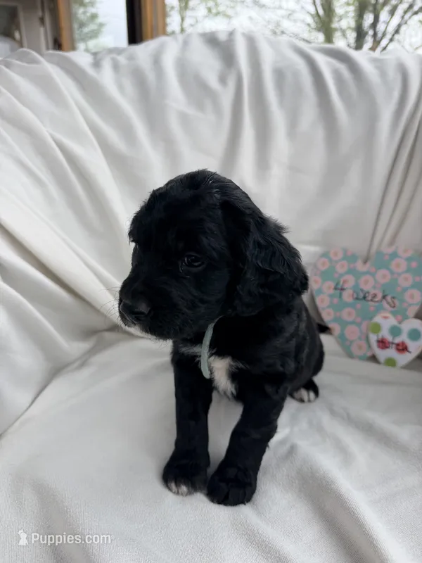 Hutch – Bernedoodle, Springer Doodle puppy for sale in Alamosa, CO