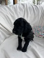 Hutch, a female Bernedoodle and Springer Doodle for sale in Alamosa, CO – 1 of 3