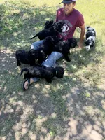 Daisy, a female Springer Doodle and Double Doodle for sale in Alamosa, CO – 5 of 6