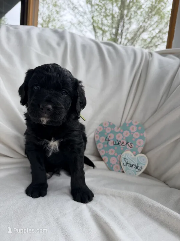 Starsky – Bernedoodle, Springer Doodle puppy for sale in Alamosa, CO